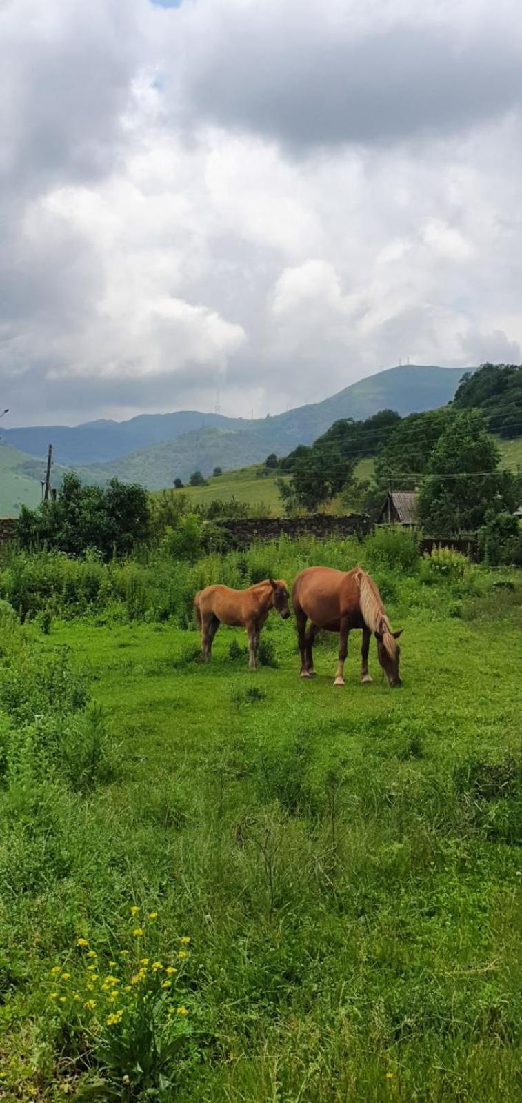 Green Agarak Guest House Near Dendropark, Stepanavan Gyulagarak Ngoại thất bức ảnh